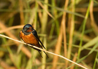 Hirondelle rustique