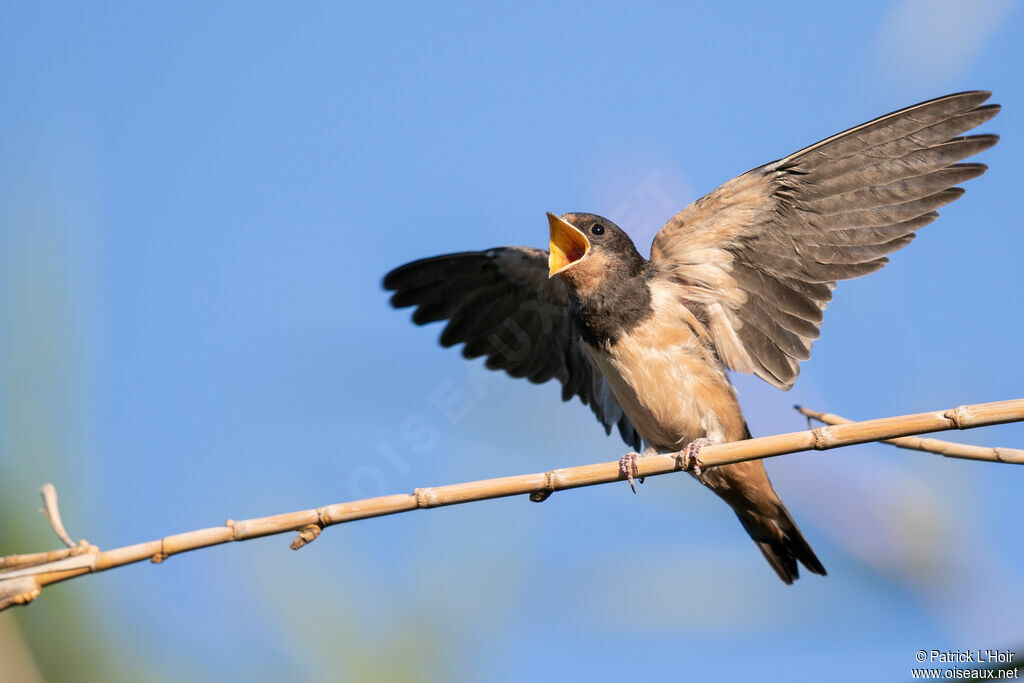 Barn Swallowjuvenile