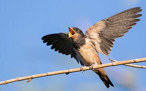 Barn Swallow