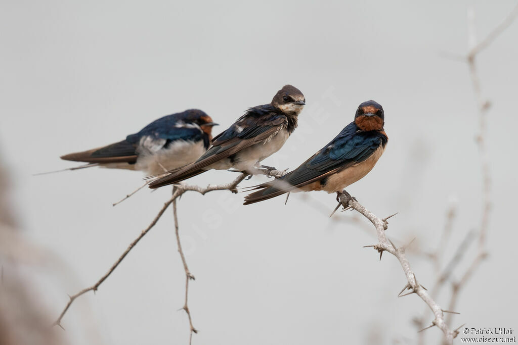 Barn Swallow