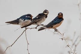 Barn Swallow