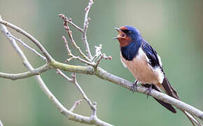 Barn Swallow