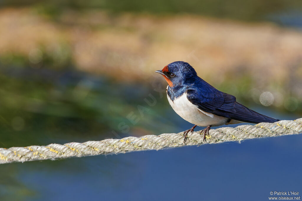 Barn Swallow