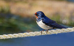 Barn Swallow