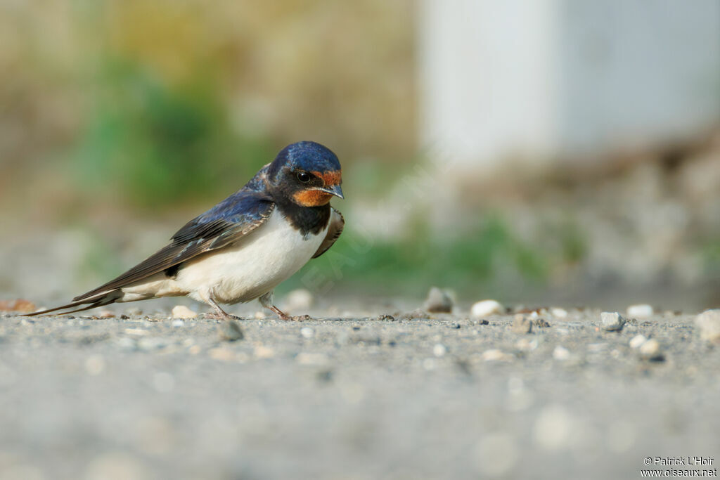 Barn Swallow