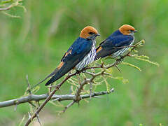 Lesser Striped Swallow