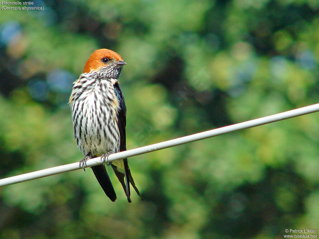 Hirondelle striée