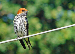 Lesser Striped Swallow