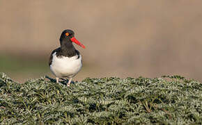 American Oystercatcher