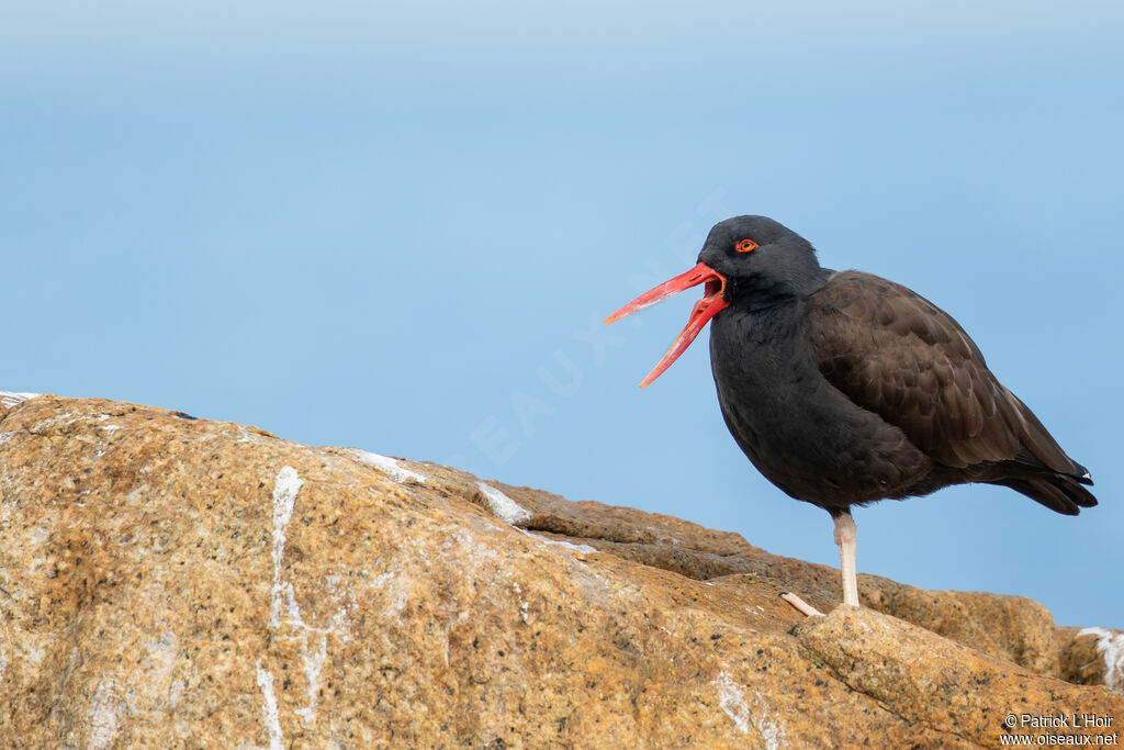 Blackish Oystercatcher