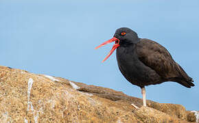 Blackish Oystercatcher