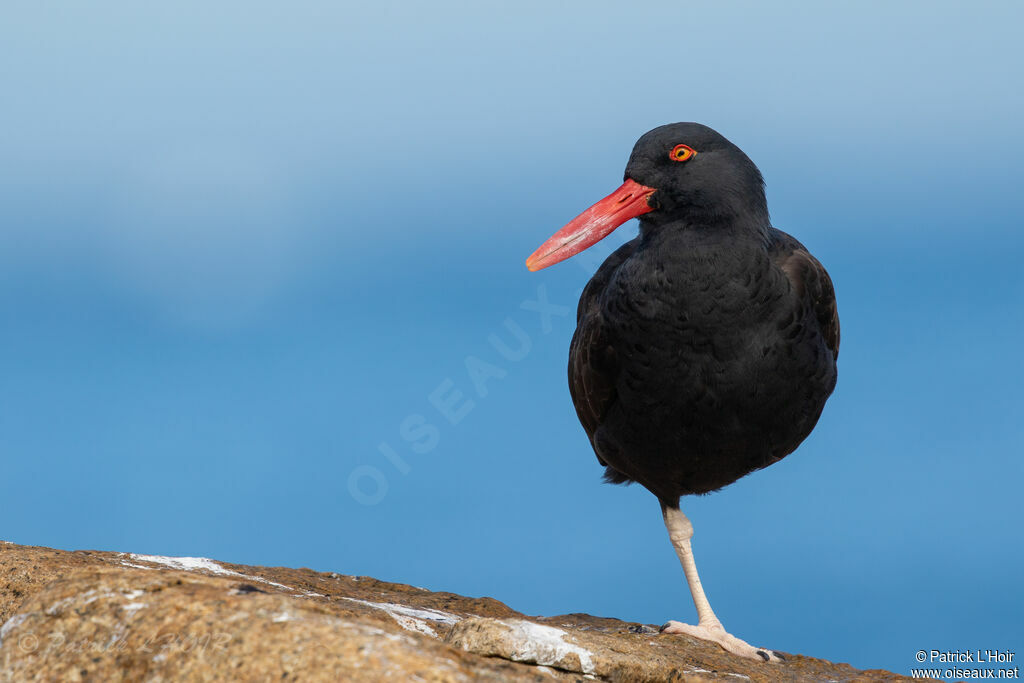 Blackish Oystercatcher