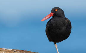 Blackish Oystercatcher