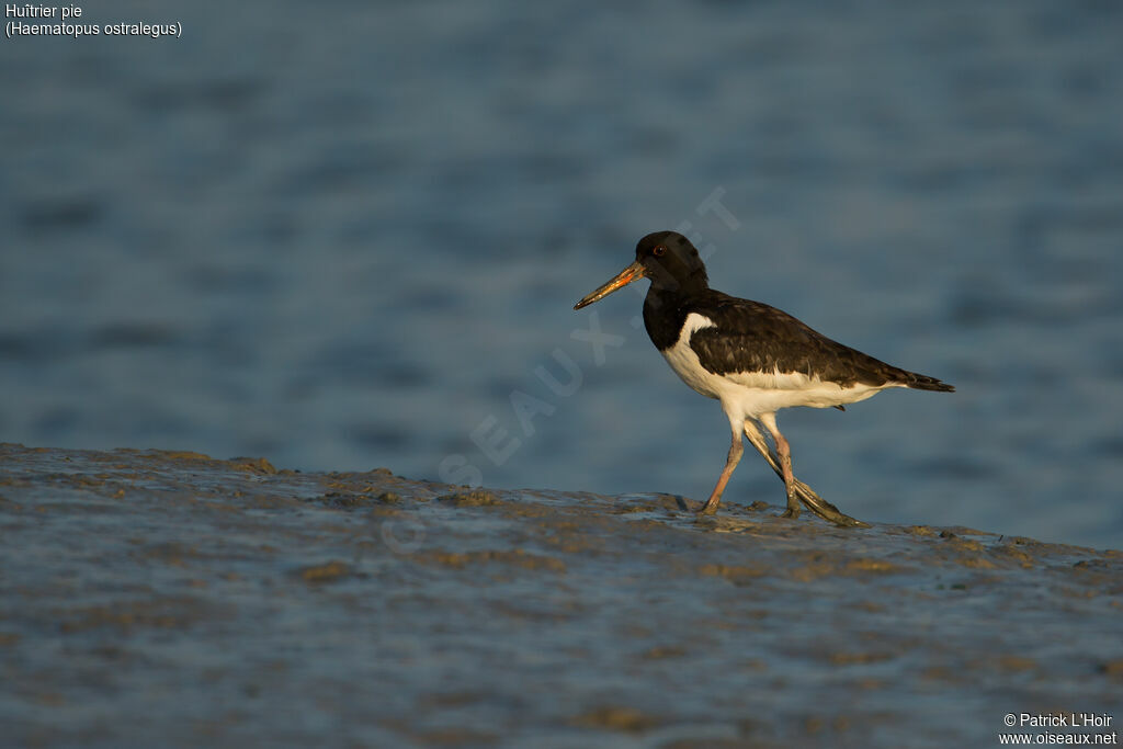 Eurasian Oystercatcheradult