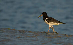 Eurasian Oystercatcher