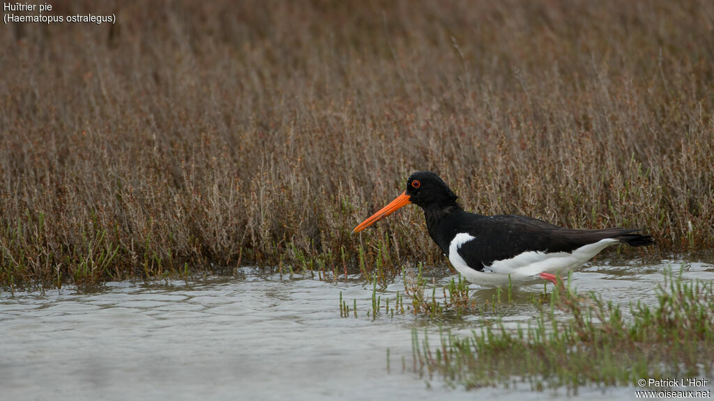 Eurasian Oystercatcher