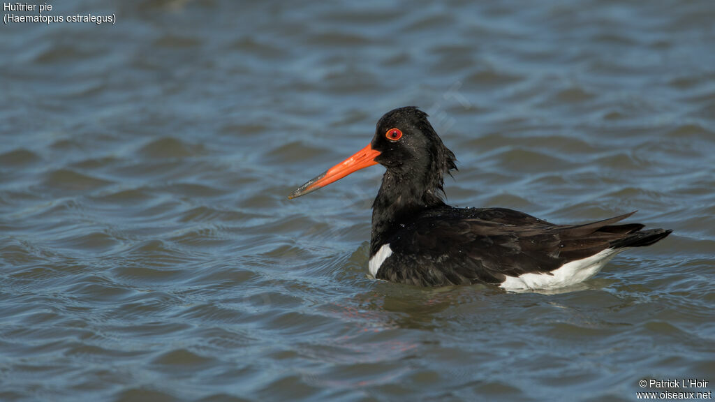 Eurasian Oystercatcher
