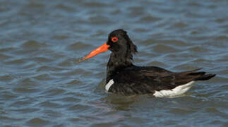 Eurasian Oystercatcher