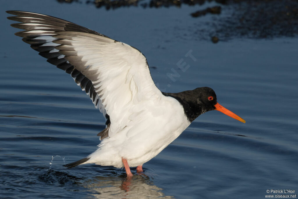 Eurasian Oystercatcheradult