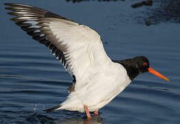 Eurasian Oystercatcher