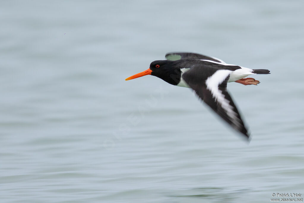 Eurasian Oystercatcher