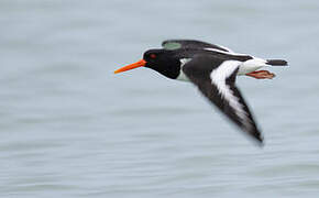 Eurasian Oystercatcher