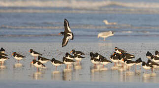 Eurasian Oystercatcher