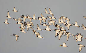 Eurasian Oystercatcher