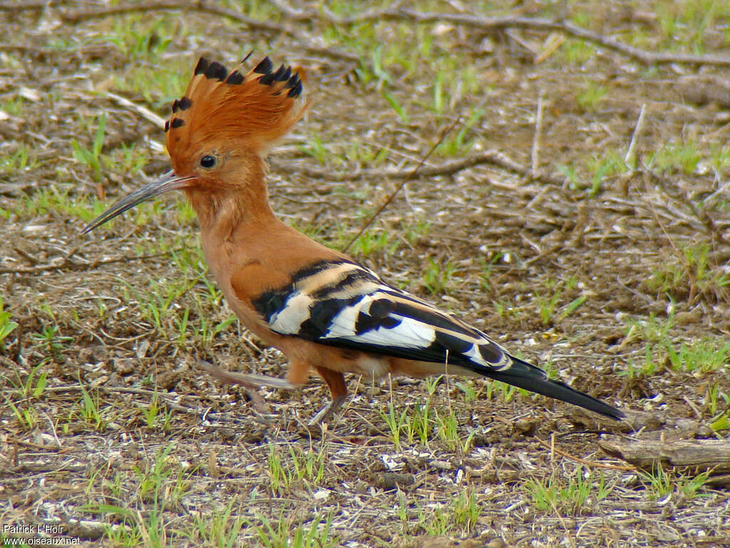 Huppe d'Afrique mâle adulte, identification