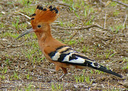 African Hoopoe