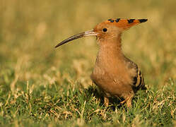 Eurasian Hoopoe