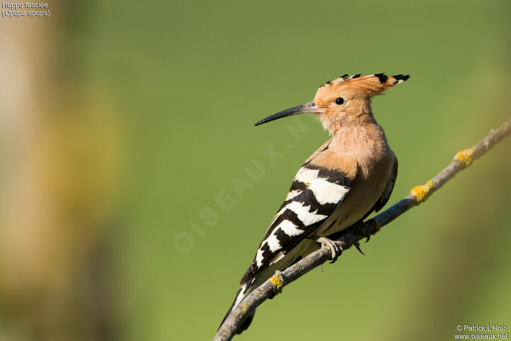 Eurasian Hoopoe