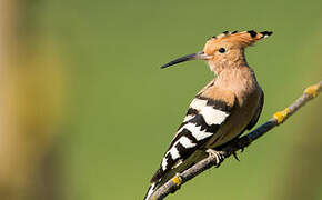 Eurasian Hoopoe