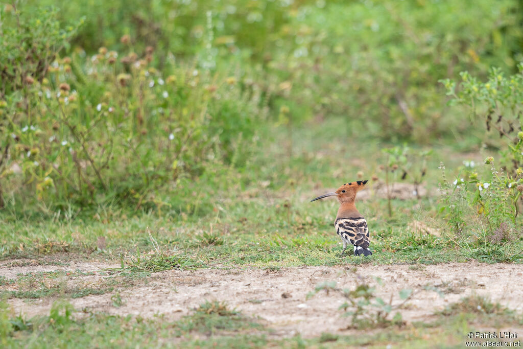 Eurasian Hoopoeadult