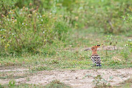 Eurasian Hoopoe