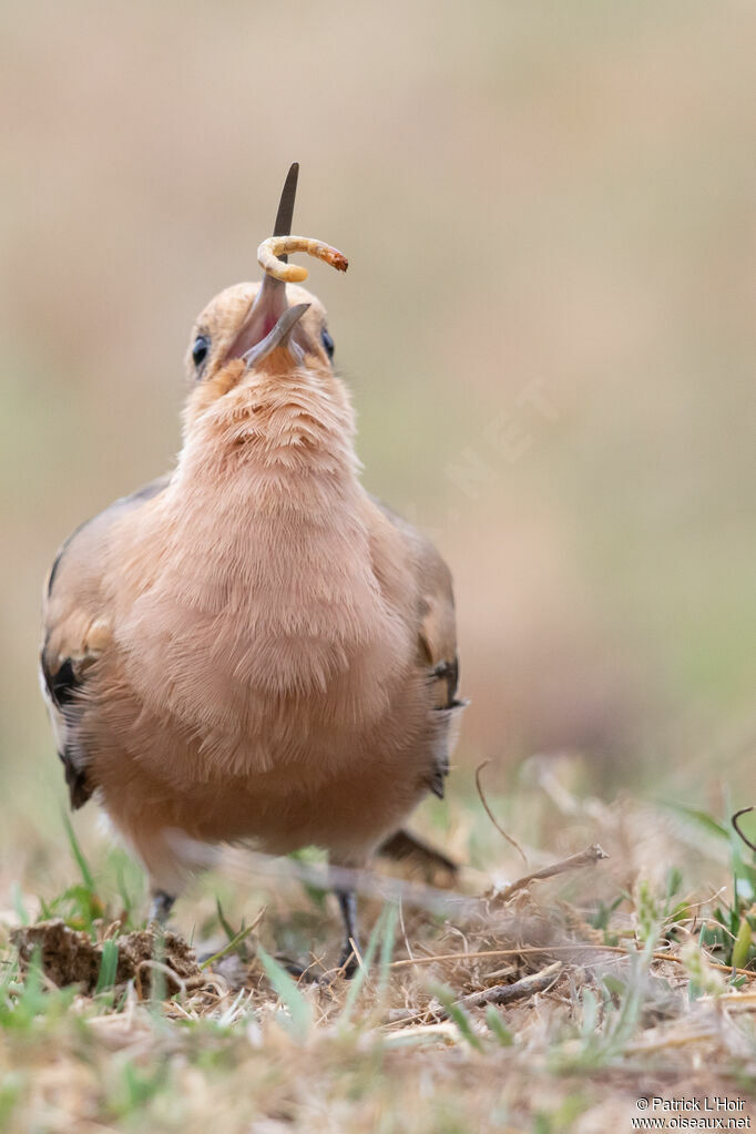 Eurasian Hoopoe