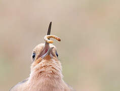 Eurasian Hoopoe