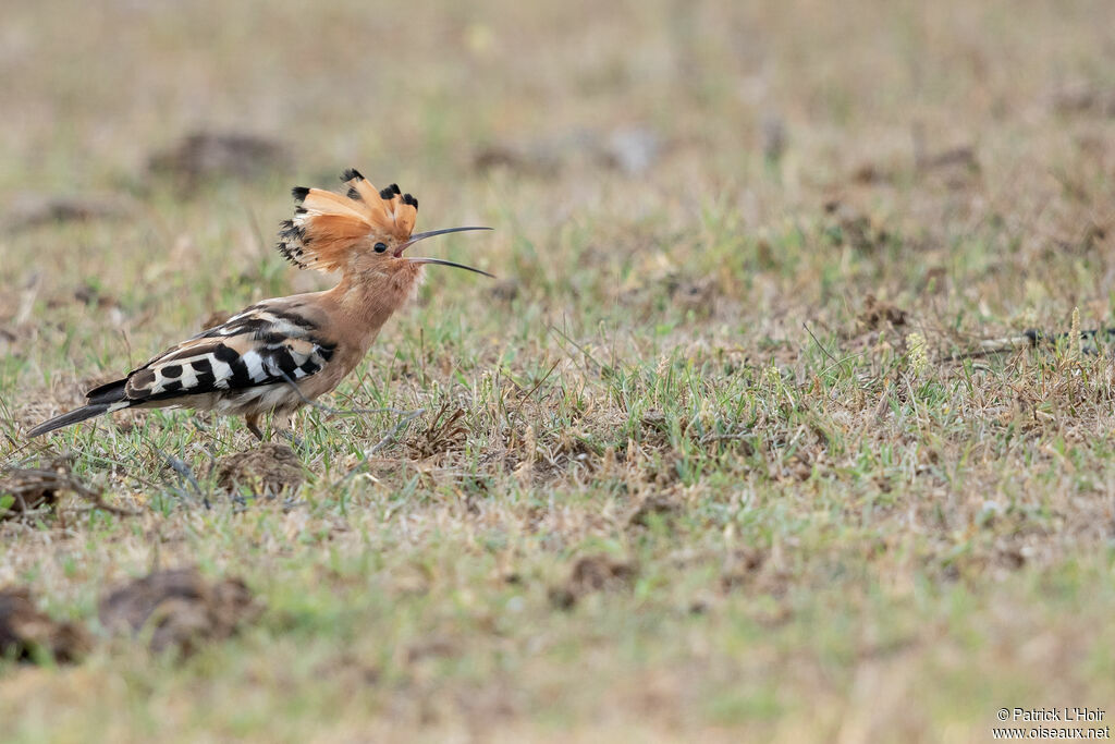 Eurasian Hoopoe