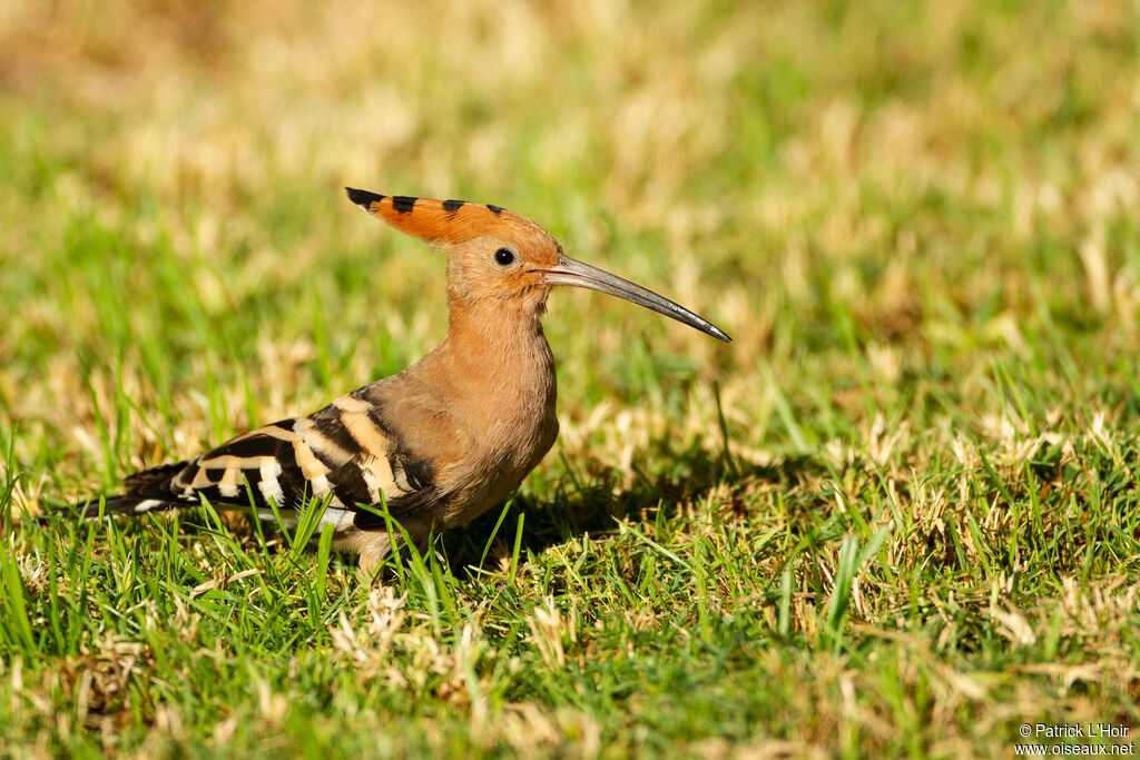 Eurasian Hoopoe