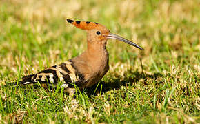 Eurasian Hoopoe