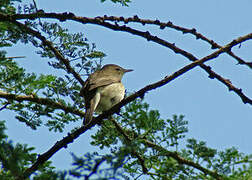 Upcher's Warbler