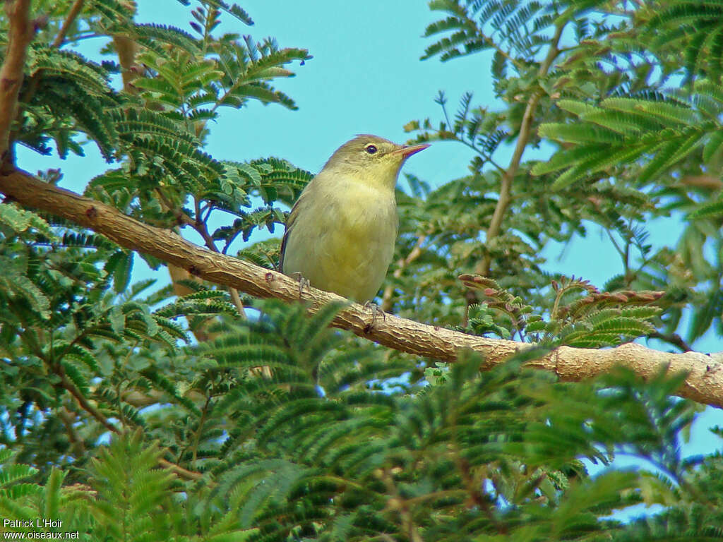 Icterine Warbler, habitat, pigmentation