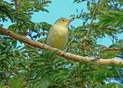 Icterine Warbler