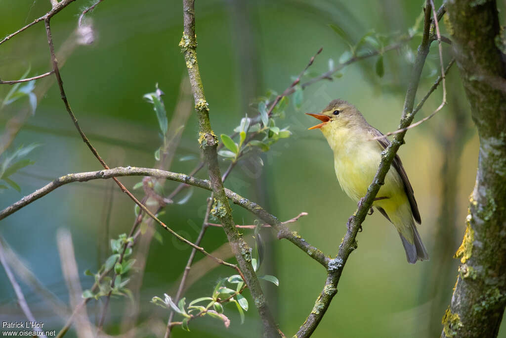 Icterine Warbler male adult, habitat, song