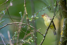 Icterine Warbler