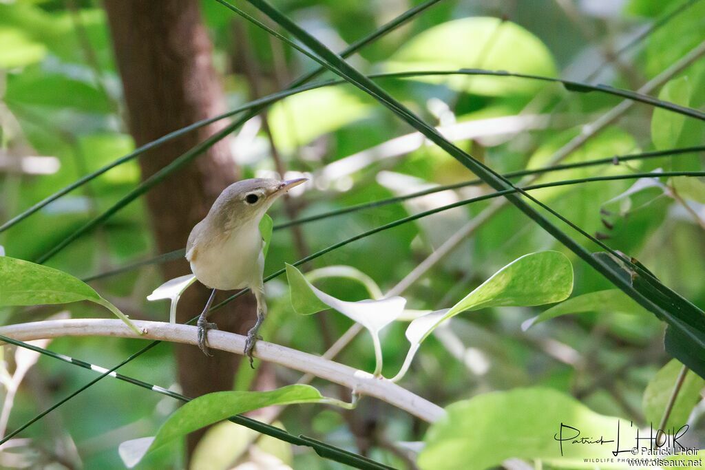 Western Olivaceous Warbler