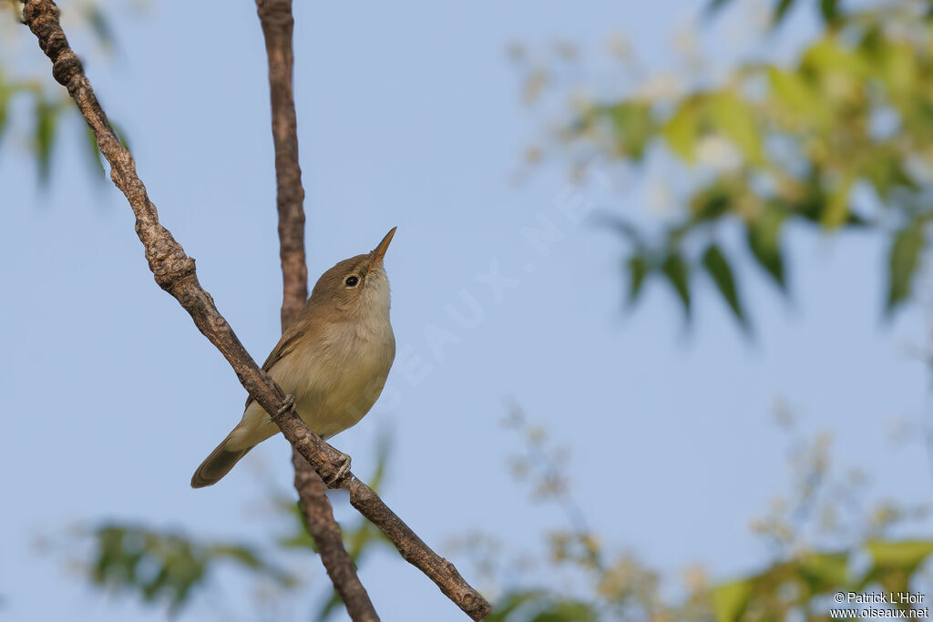 Western Olivaceous Warbler