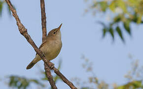 Western Olivaceous Warbler