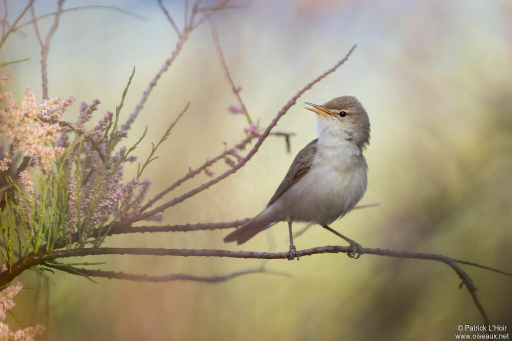 Eastern Olivaceous Warbler