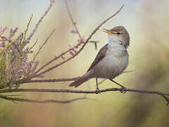 Eastern Olivaceous Warbler